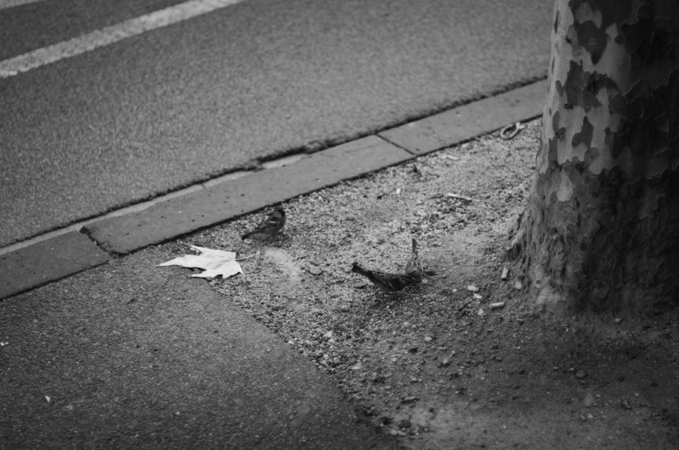 Melbourne-6-9th-June-2014-58