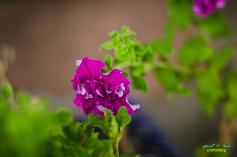 Peter-+-Lisa's-Engagement-Party-214