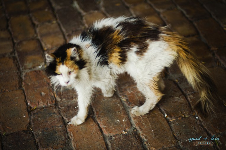 Varani-Family-February-2015-193