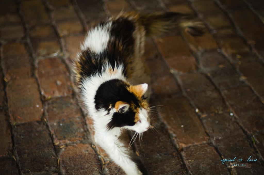 Varani-Family-February-2015-194