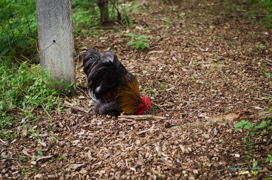 Maxine's-Portfolio_-61