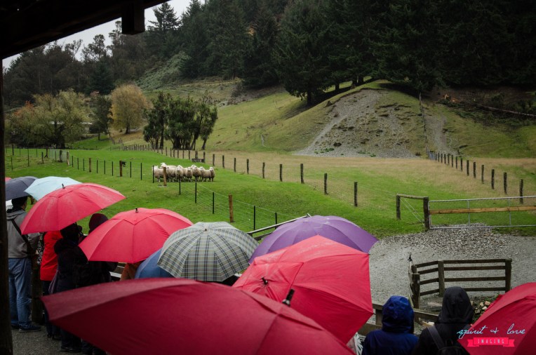 Queenstown-New-Zealand-2015-195