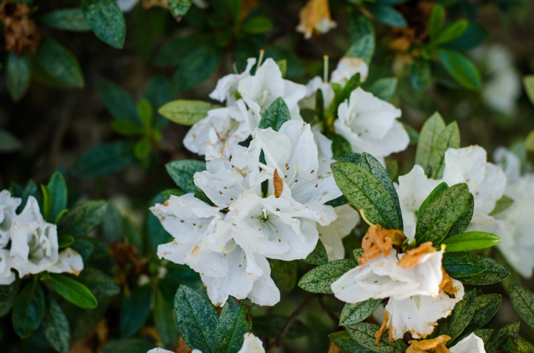 Andrew-+-Amanda-Wedding---Getting-Ready-134