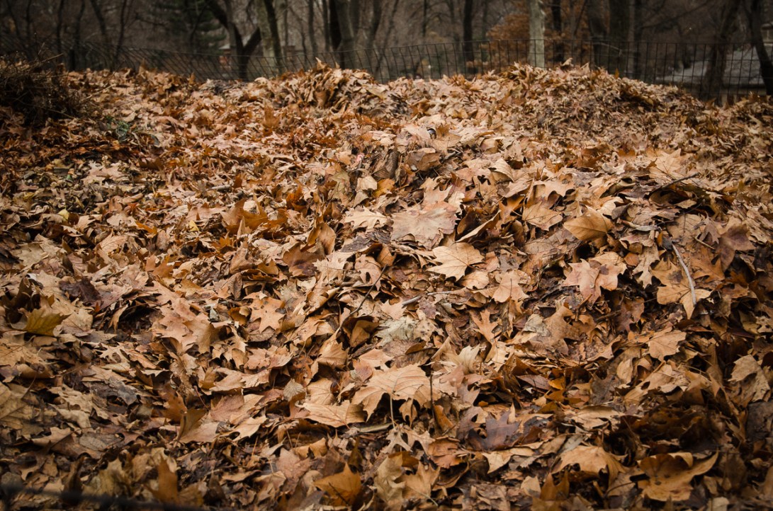 Travel December 2015 - USA_-257