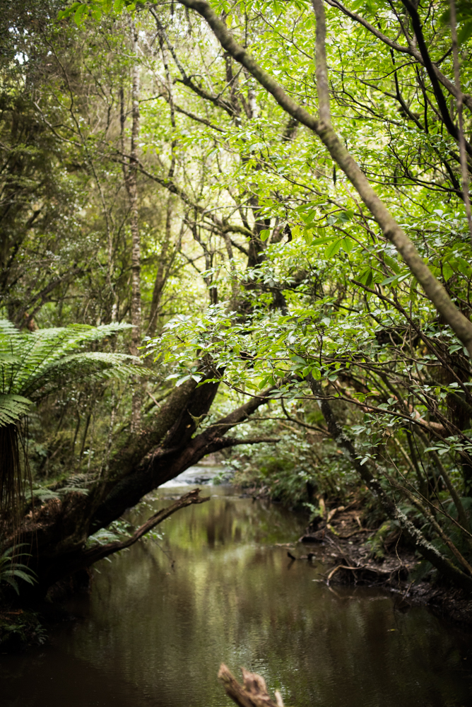 south-new-zealand-42